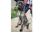 Adopt Bodhi a Mastiff dog in Windsor, CO (41540719)