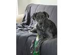 Adopt Harper a Merle Great Dane / Mixed dog in Austin, TX (41553416)