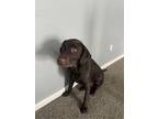 Adopt Coco a Brown/Chocolate Labrador Retriever / Mixed dog in Indianapolis