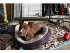 Adopt Bravo Henson a Brown/Chocolate Pit Bull Terrier dog in Portland