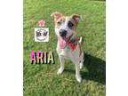 Adopt Aria Katia The Girl With The Beautiful Smile a White English Shepherd dog