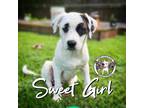 Adopt Sweet Girl Lopez a White Terrier (Unknown Type, Medium) dog in Portland