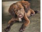 Adopt Nickoli Waller a Brown/Chocolate Cocker Spaniel dog in Portland