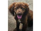 Adopt Nixon Waller a Brown/Chocolate Cocker Spaniel dog in Portland