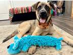 Adopt Chetney Russel a Tan/Yellow/Fawn - with Black German Shepherd Dog dog in