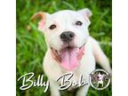 Adopt Billy Bob Jeans a White Pit Bull Terrier dog in Portland, OR (41551663)
