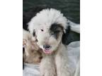 Adopt James Herriot Waller a White Old English Sheepdog dog in Portland