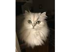 Adopt Takari a White (Mostly) Persian / Mixed (long coat) cat in Naples