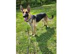 Adopt Hickory a German Shepherd Dog / Mixed dog in Lunenburg, VT (41553431)