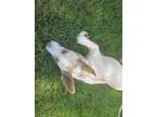Adopt Ocean a White Husky dog in Covington, GA (41553426)