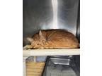 Adopt Opie a Domestic Shorthair cat in Roanoke, VA (41553428)