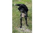 Adopt Squiggy Lucky a Black - with White Aussiedoodle / Mixed dog in Bellevile