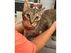Adopt Tiger Lily a Brown Tabby Domestic Shorthair (short coat) cat in Kennesaw