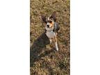 Adopt Hazel a Black - with Tan, Yellow or Fawn Rat Terrier / Mixed dog in Rayne