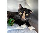 Adopt Aphid a Domestic Shorthair / Mixed cat in Birdsboro, PA (41511966)
