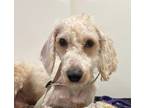 Adopt Ferret a Lhasa Apso / Mixed dog in Birdsboro, PA (41522287)