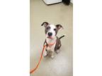 Adopt Felicia Bang Bang a American Pit Bull Terrier / Mixed dog in Birdsboro