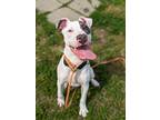 Adopt One For The Road a American Pit Bull Terrier / Mixed dog in Richmond