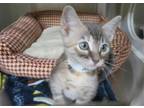 Adopt CAMMILA a Gray or Blue Domestic Mediumhair / Mixed (medium coat) cat in