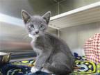 Adopt CALVIN a Gray or Blue Domestic Mediumhair / Mixed (medium coat) cat in