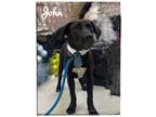 Adopt John a Black Labrador Retriever dog in Maryville, TN (41553454)