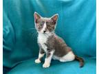 Adopt SMUDGE a Gray or Blue Domestic Mediumhair / Mixed (medium coat) cat in
