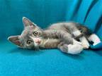 Adopt SMOKEY a Gray or Blue Domestic Mediumhair / Mixed (medium coat) cat in