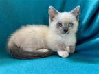 Adopt ASH a Gray or Blue Siamese / Mixed (medium coat) cat in Tustin