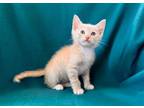 Adopt SPARKY a Orange or Red Domestic Mediumhair / Mixed (medium coat) cat in