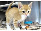 Adopt FRED a Orange or Red Domestic Mediumhair / Mixed (medium coat) cat in