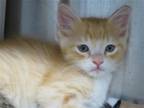 Adopt GEORGE a Domestic Mediumhair / Mixed (medium coat) cat in Tustin