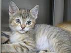 Adopt FLUER a Domestic Mediumhair / Mixed (medium coat) cat in Tustin