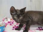 Adopt FIDO a All Black Domestic Mediumhair / Mixed (medium coat) cat in Tustin