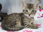 Adopt FORE a Brown or Chocolate Domestic Mediumhair / Mixed (medium coat) cat in