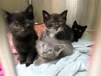 Adopt CRUZ a All Black Domestic Mediumhair / Mixed (medium coat) cat in Tustin