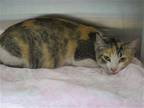 Adopt CORDELIA a Domestic Mediumhair / Mixed (medium coat) cat in Tustin