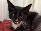 Adopt TUXIE a Domestic Mediumhair / Mixed (medium coat) cat in Tustin