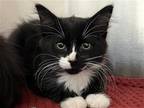 Adopt PENGUIN a Domestic Mediumhair / Mixed (medium coat) cat in Tustin