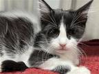 Adopt MARBLE a Domestic Mediumhair / Mixed (medium coat) cat in Tustin
