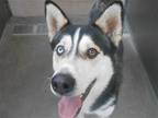 Adopt CHARLES a Black Siberian Husky / Mixed dog in Tustin, CA (41553436)