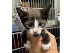 Adopt 24-05-1580a Sugar a Domestic Shorthair / Mixed (short coat) cat in Dallas