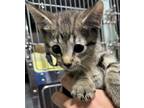 Adopt 24-05-1580b Spice a Domestic Shorthair / Mixed (short coat) cat in Dallas