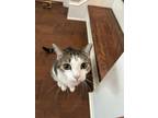 Adopt Petey a Gray or Blue American Shorthair / Mixed (medium coat) cat in