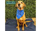 Adopt Stephen a Shepherd (Unknown Type) / Boxer / Mixed dog in Lexington