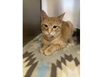 Adopt 18936 a Domestic Shorthair / Mixed cat in Covington, GA (41553337)