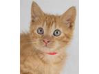 Adopt Blaze a Domestic Shorthair / Mixed cat in Kennesaw, GA (41552237)