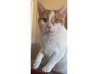Adopt MR. LUCA - Stunning White w/Orange a Orange or Red (Mostly) Domestic