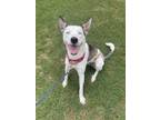 Adopt Kacy - DOG AND KID FRIENDLY! a White - with Gray or Silver Husky / Halden