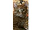 Adopt PEACHES (Adorable) Rare YELLOW TABBY GIRL a Orange or Red (Mostly)