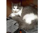 Adopt Misty - STUNNING KITTY a Gray or Blue Domestic Longhair / Mixed (long